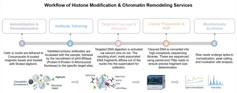 Core steps of PRC2 mark mapping service. (Creative Biolabs Original)